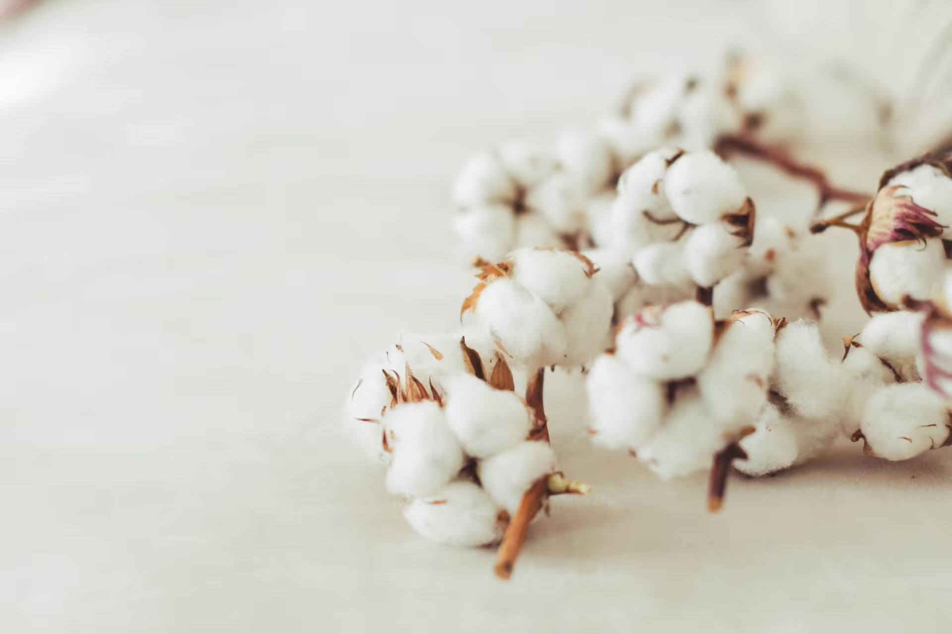 Branches de coton naturel séché évoquant le textile biologique pour enfant